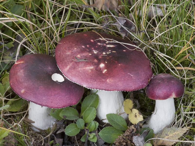 Russula atrorubens